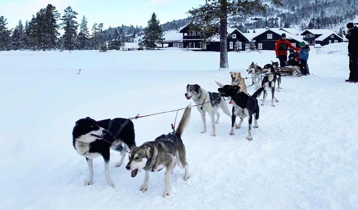 Hundekjøring på Gausta