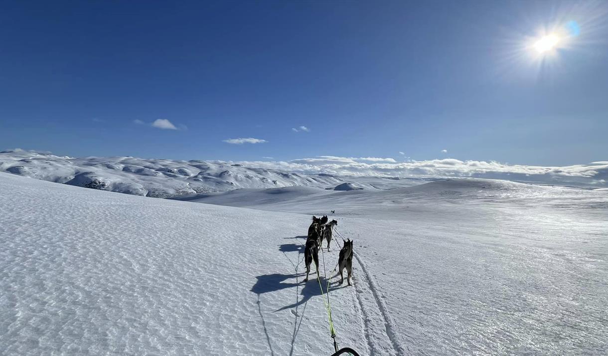 Tinn Husky - Hundekjøring med Petter Killi